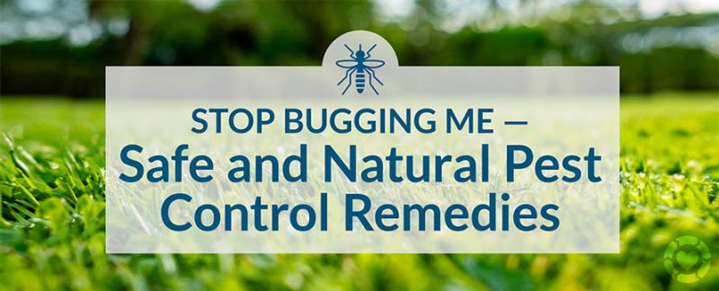 Safe and Natural Pest Control Remedies [Visual] — ecogreenlove